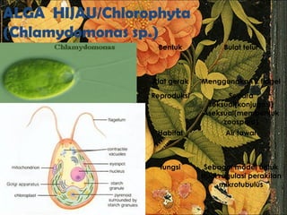 ALGA HIJAU/Chlorophyta
(Chlamydomonas sp.)
Bentuk Bulat telur
Alat gerak Menggunakan 2 flagel
Reproduksi Secara
seksual(konjugasi)
Aseksual(membentuk
zoospora)
Habitat Air tawar
fungsi Sebagai model untuk
studi regulasi perakitan
mikrotubulus
 