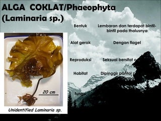 ALGA COKLAT/Phaeophyta
(Laminaria sp.)
Bentuk Lembaran dan terdapat bintil-
bintil pada thalusnya
Alat gerak Dengan flagel
Reproduksi Seksual bersifat oogamik
Habitat Dipinggir pantai pada batu
karang
fungsi Penghasil asam alginat untuk
produksi tekstil, kosmetik dan
makanan
Sebagai bahanpewarna murni
 