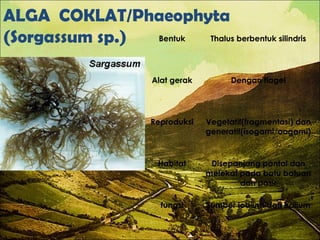 ALGA COKLAT/Phaeophyta
(Sorgassum sp.) Bentuk Thalus berbentuk silindris
Alat gerak Dengan flagel
Reproduksi Vegetatif(fragmentasi) dan
generatif(isogami/oogami)
Habitat Disepanjang pantai dan
melekat pada batu batuan
dan pasir
fungsi Sumber iodium dan kalium
 