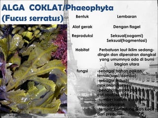 ALGA COKLAT/Phaeophyta
(Fucus serratus) Bentuk Lembaran
Alat gerak Dengan flagel
Reproduksi Seksual(oogami)
Seksual(fragmentasi)
Habitat Perbatuan laut iklim sedang-
dingin dan diperairan dangkal
yang umumnya ada di bumi
bagian utara
fungsi -sebagai bahan pakan
ternak(sapi/domba)
-sebagai industri
makanan/farmasi
-penghasil asam alginat untuk
cat,obat/es krim
-sumber iodium dan kalium
sebagaipupuk
-tempat berlindung ikan kecil
dari predator
 