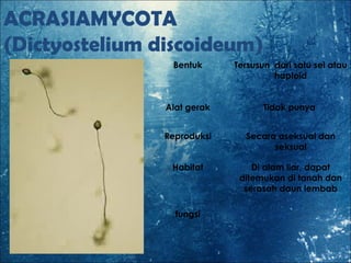 ACRASIAMYCOTA
(Dictyostelium discoideum)
Bentuk Tersusun dari satu sel atau
haploid
Alat gerak Tidak punya
Reproduksi Secara aseksual dan
seksual
Habitat Di alam liar, dapat
ditemukan di tanah dan
serasah daun lembab
fungsi
 