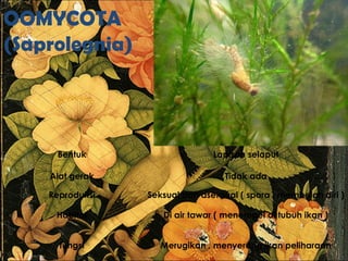 OOMYCOTA
(Saprolegnia)
Bentuk Lapisan selaput
Alat gerak Tidak ada
Reproduksi Seksual dan aseksual ( spora , membelah diri )
Habitat Di air tawar ( menempel di tubuh ikan )
fungsi Merugikan , menyerang ikan peliharaan
 