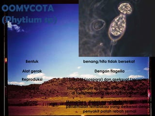 OOMYCOTA
(Phytium sp)
Bentuk benang/hifa tidak bersekat
Alat gerak Dengan flagella
Reproduksi Seksual (oospora) dan aseksual (zoospora)
Habitat Hidup saprofit di tanah lembab, hidup parasit
di tanaman yang sedang berkecambah
fungsi Merugikan, dapat menginfeksi tanaman pada
persemaian tembakau yang deikenal dengan
penyakit patah rebah semai
 