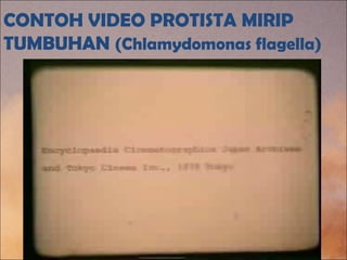 CONTOH VIDEO PROTISTA MIRIP
TUMBUHAN (Chlamydomonas flagella)
 