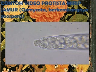 CONTOH VIDEO PROTISTA MIRIP
JAMUR (Oomycota, berkembangnya
zoospora)
 