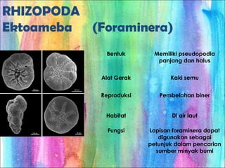 RHIZOPODA
Ektoameba (Foraminera)
Bentuk Memiliki pseudopodia
panjang dan halus
Alat Gerak Kaki semu
Reproduksi Pembelahan biner
Habitat Di air laut
Fungsi Lapisan foraminera dapat
digunakan sebagai
petunjuk dalam pencarian
sumber minyak bumi
 
