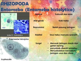 RHIZOPODA
Entameba (Entameba histolytica)
Bentuk Trofozoit dan kista
Alat gerak Kaki halus
Reproduksi Belah pasang jaringan
Habitat Usus halus manusia (parasit)
fungsi • Merusak jaringan darah dan
getah bening
• penyebab disentri amoeba
• Menyebabkan kerusakan
jaringan usus dan diare
 
