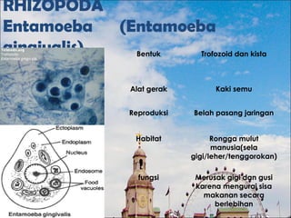 RHIZOPODA
Entamoeba (Entamoeba
gingivalis) Bentuk Trofozoid dan kista
Alat gerak Kaki semu
Reproduksi Belah pasang jaringan
Habitat Rongga mulut
manusia(sela
gigi/leher/tenggorokan)
fungsi Merusak gigi dan gusi
karena mengurai sisa
makanan secara
berlebihan
 