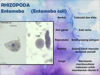 RHIZOPODA
Entameba (Entameba coli)
Bentuk Trofozoid dan kista
Alat gerak Kaki semu
Reproduksi Belah pasang jaringan
Habitat Dalam tubuh manusia
dan tidak parasit
fungsi Membantu
membusukkan
makanan untuk
membentuk vitamin K
 