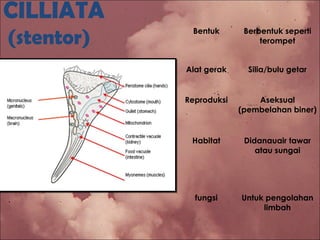 CILLIATA
(stentor) Bentuk Berbentuk seperti
terompet
Alat gerak Silia/bulu getar
Reproduksi Aseksual
(pembelahan biner)
Habitat Didanauair tawar
atau sungai
fungsi Untuk pengolahan
limbah
 