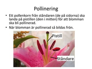 Pollinering
• Ett pollenkorn från ståndaren (de på sidorna) ska
landa på pistillen (den i mitten) för att blomman
ska bli pollinerad.
• När blomman är pollinerad så bildas frön.
 