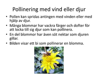 Pollinering
• Pollen kan spridas antingen med vinden eller med hjälp
av djur.
• För att locka till sig djur så kan blommor ha vackra
färger, dofter eller söt nektar.
• Vid självpollinering kan blommor pollinera sig själva.
• Vid korspollinering så pollinerar två olika plantor
varandra.
 