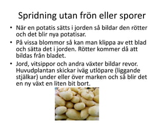 Spridning utan frön eller sporer
• När en potatis sätts i jorden så bildar den rötter
och det blir nya potatisar.
• På vissa blommor så kan man klippa av ett blad
och sätta det i jorden. Rötter kommer då att
bildas från bladet.
• Jord, vitsippor och andra växter bildar revor.
Huvudplantan skickar iväg utlöpare (liggande
stjälkar) under eller över marken och så blir det
en ny växt en liten bit bort.
 