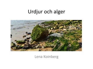 Urdjur och alger
Lena Koinberg
 