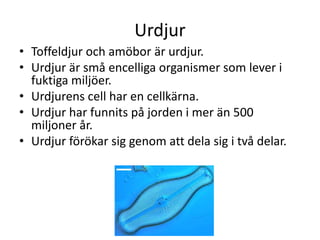 Urdjur
• Toffeldjur och amöbor är urdjur.
• Urdjur är små encelliga organismer som lever i
fuktiga miljöer.
• Urdjurens cell har en cellkärna.
• Urdjur har funnits på jorden i mer än 500
miljoner år.
• Urdjur förökar sig genom att dela sig i två delar.
 
