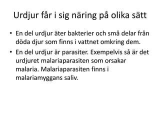 Urdjur får i sig näring på olika sätt
• En del urdjur äter bakterier och små delar från
döda djur som finns i vattnet omkring dem.
• En del urdjur är parasiter. Exempelvis så är det
urdjuret malariaparasiten som orsakar
malaria. Malariaparasiten finns i
malariamyggans saliv.
 