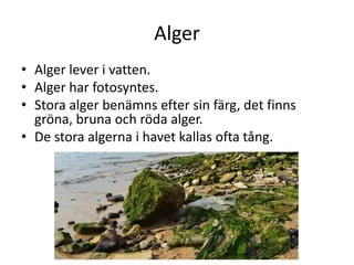 Alger
• Alger lever i vatten.
• Alger har fotosyntes.
• Stora alger benämns efter sin färg, det finns
gröna, bruna och röda alger.
• De stora algerna i havet kallas ofta tång.
 