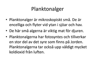 Planktonalger
• Planktonalger är mikroskopiskt små. De är
encelliga och flyter vid ytan i sjöar och hav.
• De här små algerna är viktig mat för djuren.
• Planktonalgerna har fotosyntes och tillverkar
en stor del av det syre som finns på Jorden.
Planktonalgerna tar också upp väldigt mycket
koldioxid från luften.
 
