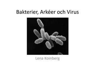 Bakterier, Arkéer och Virus
Lena Koinberg
 