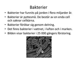 Bakterier
• Bakterier har funnits på jorden i flera miljarder år.
• Bakterier är pyttesmå. De består av en enda cell
och saknar cellkärna.
• Bakterier förökar sig genom delning.
• Det finns bakterier i vattnet, i luften och i marken.
• Bilden visar bakterier i 25 000 gångers förstoring.
 
