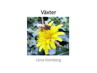 Växter
Lena Koinberg
 