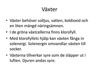 Växter
• Växter behöver solljus, vatten, koldioxid och
en liten mängd näringsämnen.
• I de gröna växtcellerna finns klorofyll.
• Med klorofyllets hjälp kan växten fånga in
solenergi. Solenergin omvandlar växten till
socker.
• Växterna tillverkar syre som de släpper ut i
luften. Djuren andas syre.
 