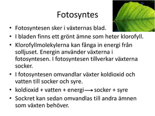 Fotosyntes
• Fotosyntesen sker i växternas blad.
• I bladen finns ett grönt ämne som heter klorofyll.
• Klorofyllmolekylerna kan fånga in energi från
solljuset. Energin använder växterna i
fotosyntesen. I fotosyntesen tillverkar växterna
socker.
• I fotosyntesen omvandlar växter koldioxid och
vatten till socker och syre.
• koldioxid + vatten + energi socker + syre
• Sockret kan sedan omvandlas till andra ämnen
som växten behöver.
 