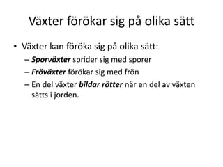 Växter förökar sig på olika sätt
• Växter kan föröka sig på olika sätt:
– Sporväxter sprider sig med sporer
– Fröväxter förökar sig med frön
– En del växter bildar rötter när en del av växten
sätts i jorden.
 