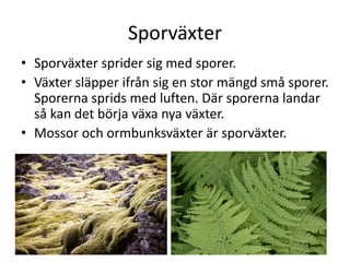 Sporväxter
• Sporväxter sprider sig med sporer.
• Växter släpper ifrån sig en stor mängd små sporer.
Sporerna sprids med luften. Där sporerna landar
så kan det börja växa nya växter.
• Mossor och ormbunksväxter är sporväxter.
 