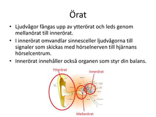 Örat
• Ljudvågor fångas upp av ytterörat och leds genom
mellanörat till innerörat.
• I innerörat omvandlar sinnesceller ljudvågorna till
signaler som skickas med hörselnerven till hjärnans
hörselcentrum.
• Innerörat innehåller också organen som styr din balans.
 