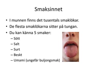 Smaksinnet
• I munnen finns det tusentals smaklökar.
• De flesta smaklökarna sitter på tungan.
• Du kan känna 5 smaker:
– Sött
– Salt
– Surt
– Beskt
– Umami (ungefär buljongsmak)
 