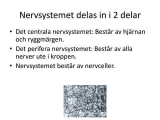 Nervsystemet delas in i 2 delar
• Det centrala nervsystemet: Består av hjärnan
och ryggmärgen.
• Det perifera nervsystemet: Består av alla
nerver ute i kroppen.
• Nervsystemet består av nervceller.
 
