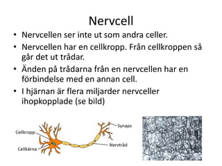 Nervcell
• Nervcellen ser inte ut som andra celler.
• Nervcellen har en cellkropp. Från cellkroppen så
går det ut trådar.
• Änden på trådarna från en nervcellen har en
förbindelse med en annan cell.
• I hjärnan är flera miljarder nervceller
ihopkopplade (se bild)
 