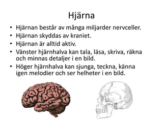 Hjärna
• Hjärnan består av många miljarder nervceller.
• Hjärnan skyddas av kraniet.
• Hjärnan är alltid aktiv.
• Vänster hjärnhalva kan tala, läsa, skriva, räkna
och minnas detaljer i en bild.
• Höger hjärnhalva kan sjunga, teckna, känna
igen melodier och ser helheter i en bild.
 