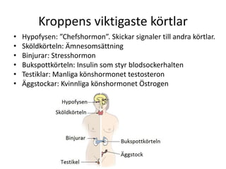 Kroppens viktigaste körtlar
• Hypofysen: ”Chefshormon”. Skickar signaler till andra körtlar.
• Sköldkörteln: Ämnesomsättning
• Binjurar: Stresshormon
• Bukspottkörteln: Insulin som styr blodsockerhalten
• Testiklar: Manliga könshormonet testosteron
• Äggstockar: Kvinnliga könshormonet Östrogen
 