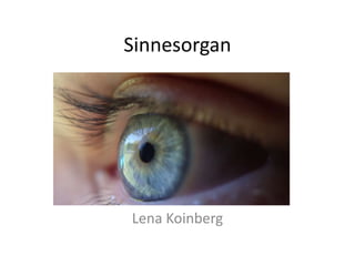 Sinnesorgan
Lena Koinberg
 
