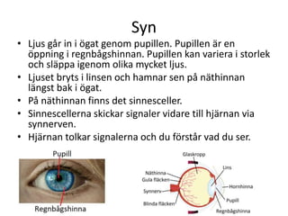 Syn
• Ljus går in i ögat genom pupillen. Pupillen är en
öppning i regnbågshinnan. Pupillen kan variera i storlek
och släppa igenom olika mycket ljus.
• Ljuset bryts i linsen och hamnar sen på näthinnan
längst bak i ögat.
• På näthinnan finns det sinnesceller.
• Sinnescellerna skickar signaler vidare till hjärnan via
synnerven.
• Hjärnan tolkar signalerna och du förstår vad du ser.
 