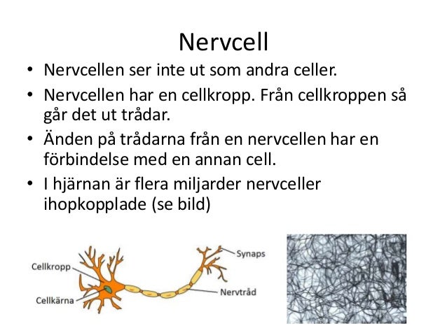 Hur är En Nervcell Uppbyggd