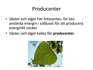 Producenter
• Växter och alger har fotosyntes. De kan
använda energin i solljuset för att producera
energirikt socker.
• Växter och alger kallas för producenter.
 