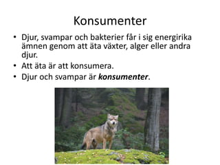 Konsumenter
• Djur, svampar och bakterier får i sig energirika
ämnen genom att äta växter, alger eller andra
djur.
• Att äta är att konsumera.
• Djur och svampar är konsumenter.
 