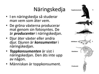 Näringskedja
• I en näringskedja så studerar
man vem som äter vem.
• De gröna växterna producerar
mat genom sin fotosyntes. De
är producenter i näringskedjan.
• Djur äter växter eller andra
djur. Djuren är konsumenter i
näringskedjan.
• Toppkonsumenten är sist i
näringskedjan. Den äts inte upp
av någon.
• Människan är toppkonsument.
 