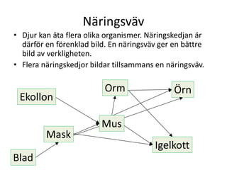 Näringsväv
• Djur kan äta flera olika organismer. Näringskedjan är
därför en förenklad bild. En näringsväv ger en bättre
bild av verkligheten.
• Flera näringskedjor bildar tillsammans en näringsväv.
Blad
Mask
Igelkott
Ekollon
ÖrnOrm
Mus
 