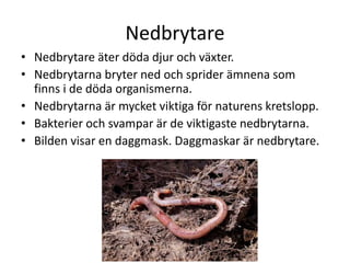 Nedbrytare
• Nedbrytare äter döda djur och växter.
• Nedbrytarna bryter ned och sprider ämnena som
finns i de döda organismerna.
• Nedbrytarna är mycket viktiga för naturens kretslopp.
• Bakterier och svampar är de viktigaste nedbrytarna.
• Bilden visar en daggmask. Daggmaskar är nedbrytare.
 