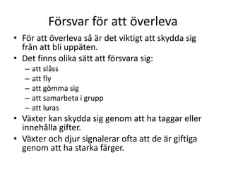 Försvar för att överleva
• För att överleva så är det viktigt att skydda sig
från att bli uppäten.
• Det finns olika sätt att försvara sig:
– att slåss
– att fly
– att gömma sig
– att samarbeta i grupp
– att luras
• Växter kan skydda sig genom att ha taggar eller
innehålla gifter.
• Växter och djur signalerar ofta att de är giftiga
genom att ha starka färger.
 