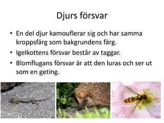 Djurs försvar
• En del djur kamouflerar sig och har samma
kroppsfärg som bakgrundens färg.
• Igelkottens försvar består av taggar.
• Blomflugans försvar är att den luras och ser ut
som en geting.
 