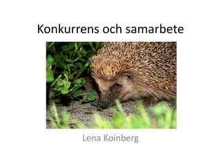 Konkurrens och samarbete
Lena Koinberg
 
