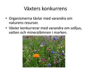 Växters konkurrens
• Organismerna tävlar med varandra om
naturens resurser.
• Växter konkurrerar med varandra om solljus,
vatten och mineralämnen i marken.
 