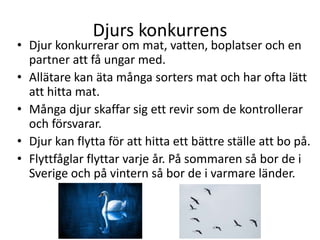 Djurs konkurrens
• Djur konkurrerar om mat, vatten, boplatser och en
partner att få ungar med.
• Allätare kan äta många sorters mat och har ofta lätt
att hitta mat.
• Många djur skaffar sig ett revir som de kontrollerar
och försvarar.
• Djur kan flytta för att hitta ett bättre ställe att bo på.
• Flyttfåglar flyttar varje år. På sommaren så bor de i
Sverige och på vintern så bor de i varmare länder.
 