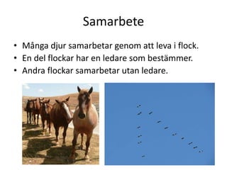 Samarbete
• Många djur samarbetar genom att leva i flock.
• En del flockar har en ledare som bestämmer.
• Andra flockar samarbetar utan ledare.
 