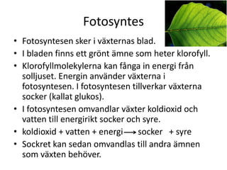 Fotosyntes
• Fotosyntesen sker i växternas blad.
• I bladen finns ett grönt ämne som heter klorofyll.
• Klorofyllmolekylerna kan fånga in energi från
solljuset. Energin använder växterna i
fotosyntesen. I fotosyntesen tillverkar växterna
socker (kallat glukos).
• I fotosyntesen omvandlar växter koldioxid och
vatten till energirikt socker och syre.
• koldioxid + vatten + energi socker + syre
• Sockret kan sedan omvandlas till andra ämnen
som växten behöver.
 